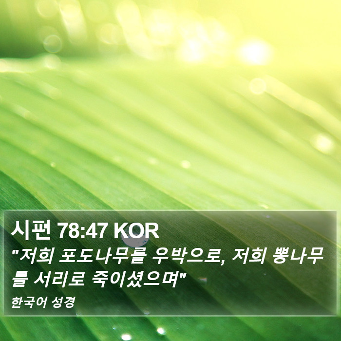 시편 78:47 KOR Bible Study