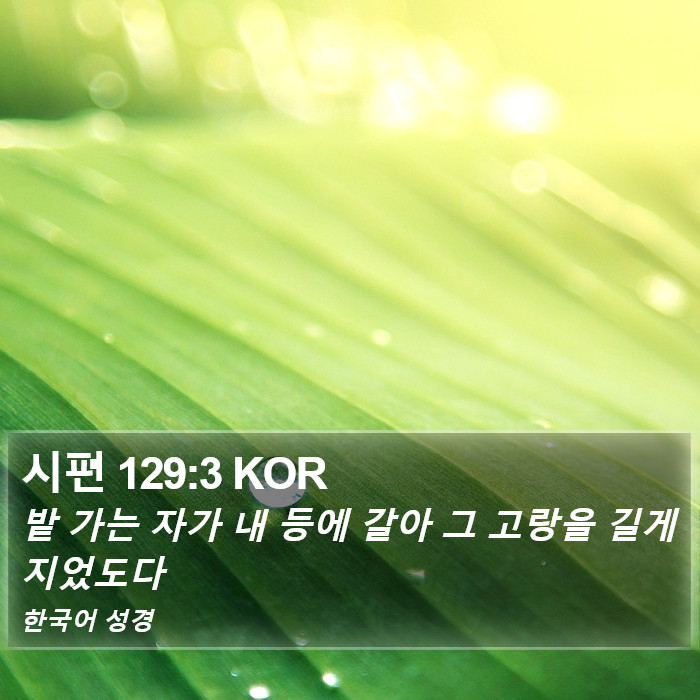 시편 129:3 KOR Bible Study