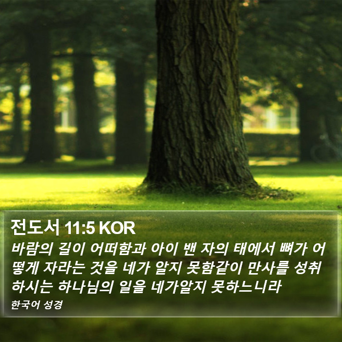 전도서 11:5 KOR Bible Study