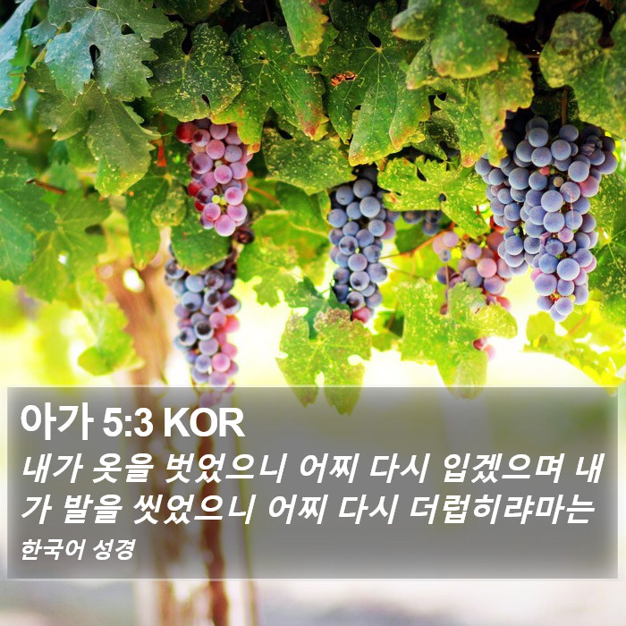 아가 5:3 KOR Bible Study