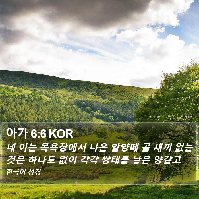 아가 6:6 KOR Bible Study