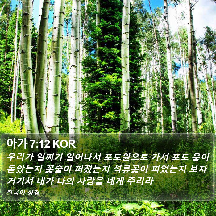 아가 7:12 KOR Bible Study