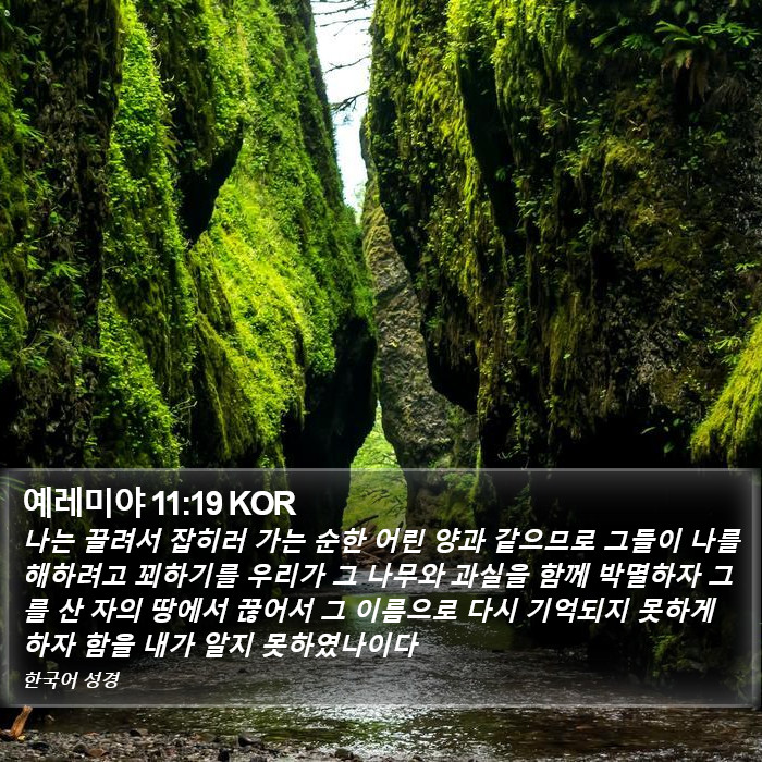 예레미야 11:19 KOR Bible Study