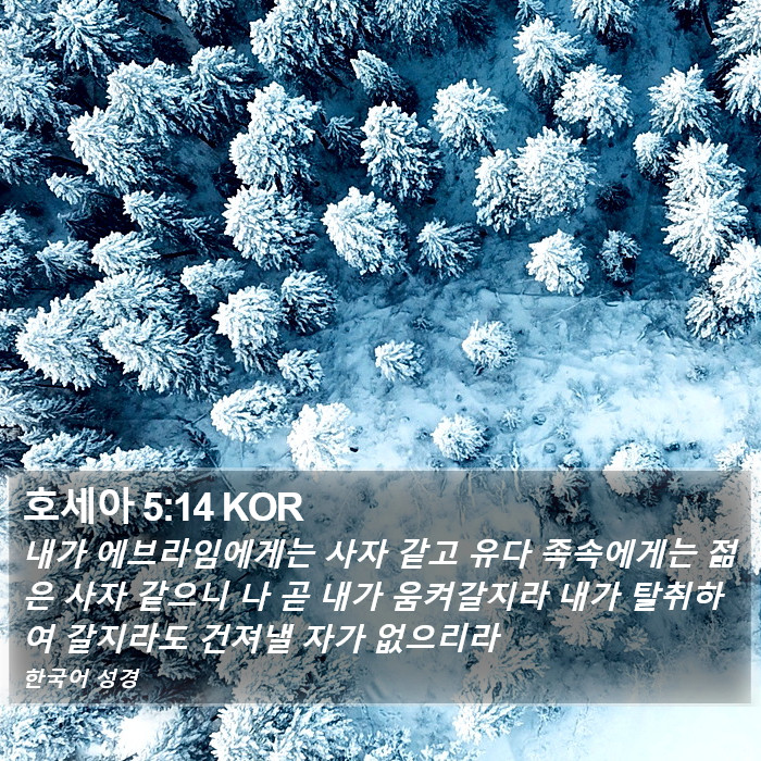 호세아 5:14 KOR Bible Study