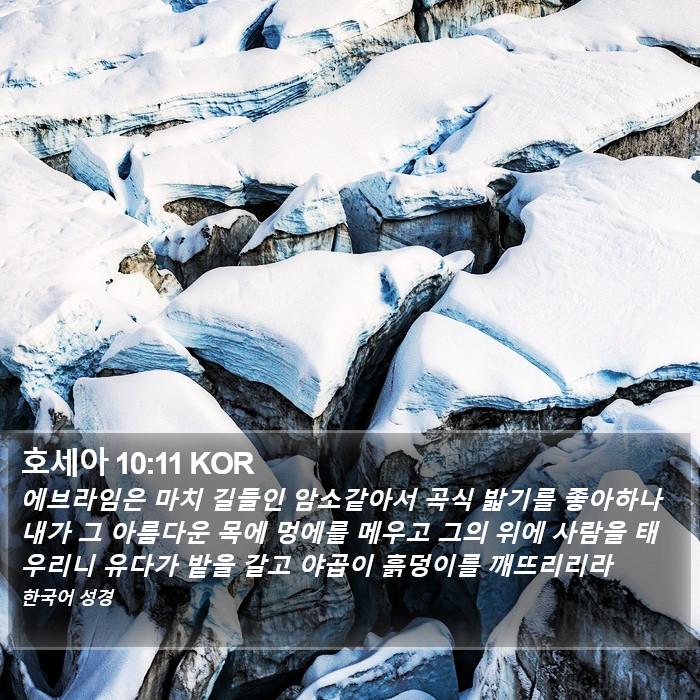 호세아 10:11 KOR Bible Study