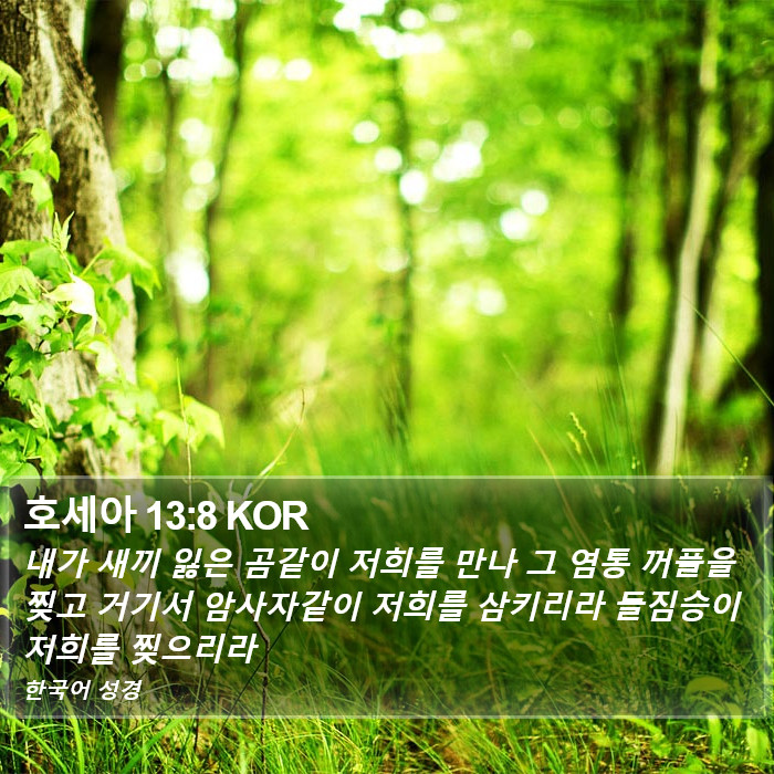 호세아 13:8 KOR Bible Study