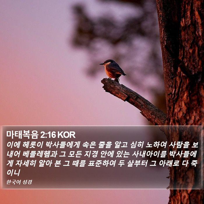 마태복음 2:16 KOR Bible Study