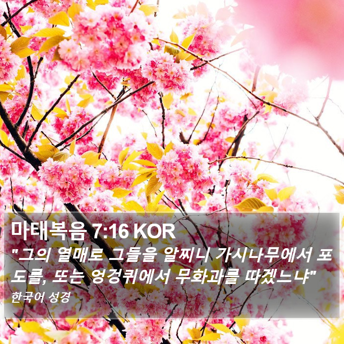 마태복음 7:16 KOR Bible Study