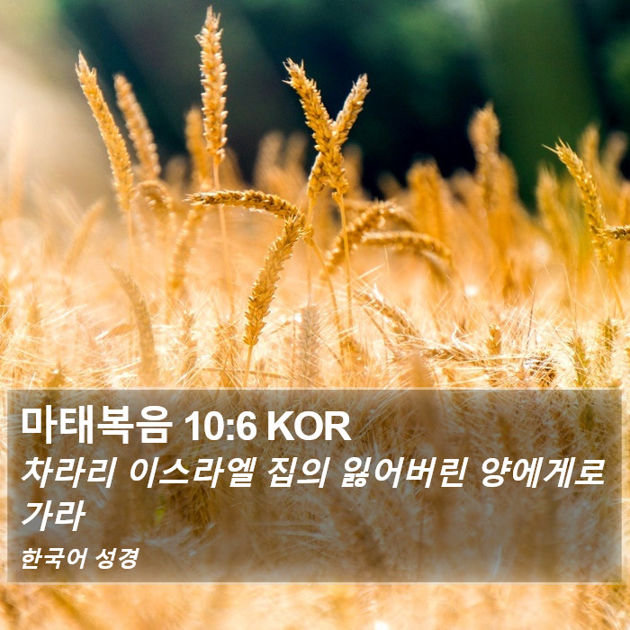 마태복음 10:6 KOR Bible Study