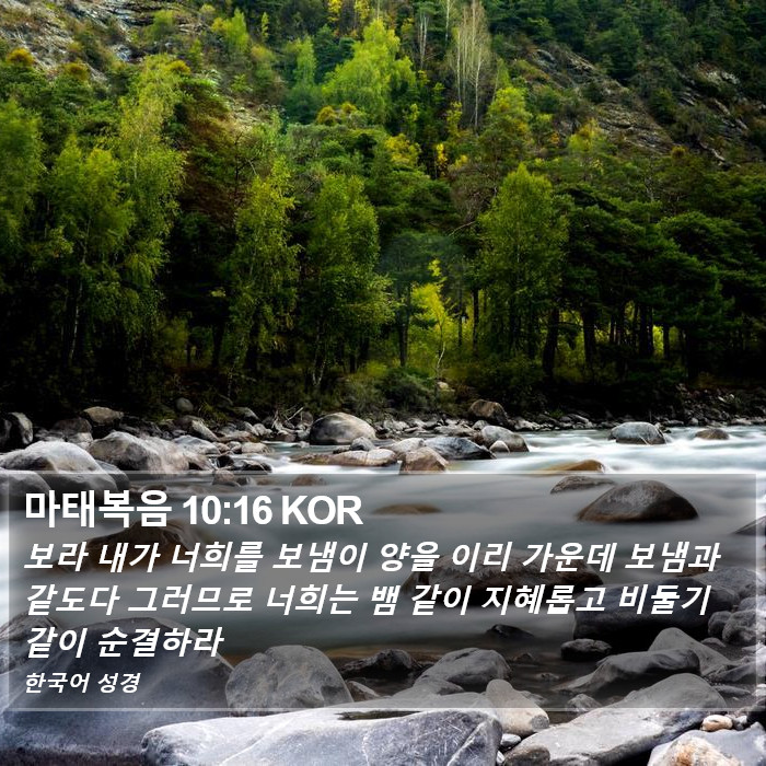 마태복음 10:16 KOR Bible Study