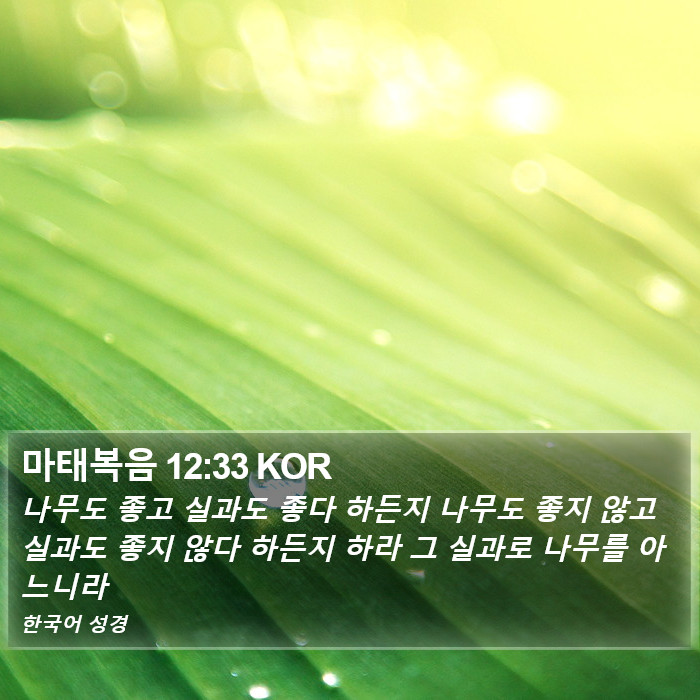 마태복음 12:33 KOR Bible Study