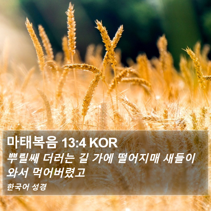 마태복음 13:4 KOR Bible Study