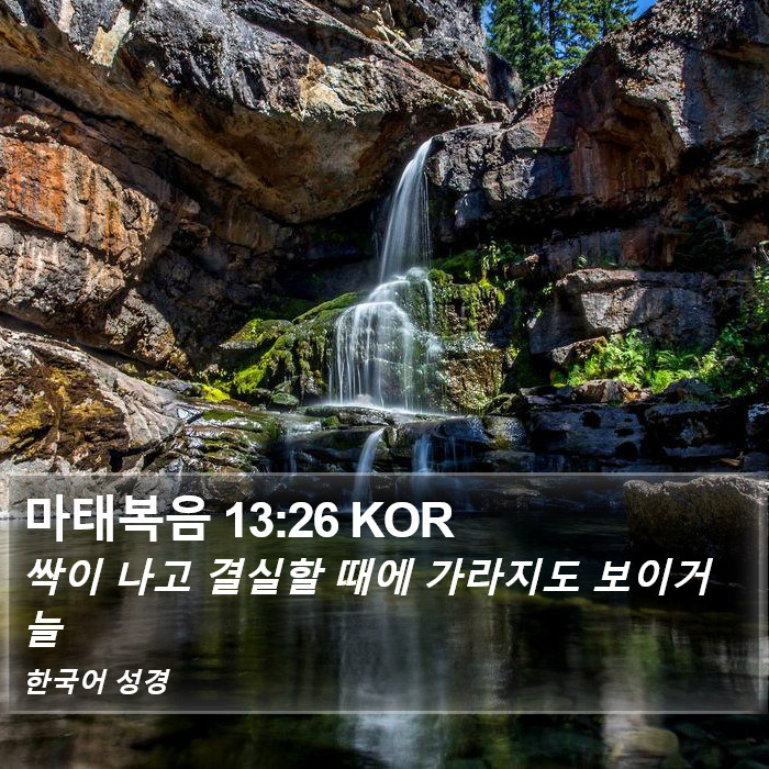 마태복음 13:26 KOR Bible Study