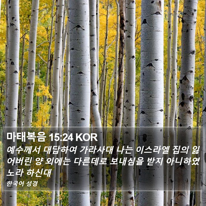 마태복음 15:24 KOR Bible Study