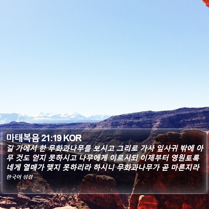 마태복음 21:19 KOR Bible Study