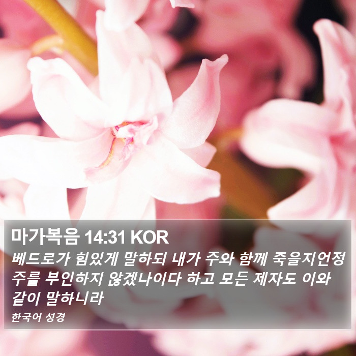 마가복음 14:31 KOR Bible Study