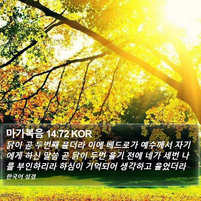 마가복음 14:72 KOR Bible Study