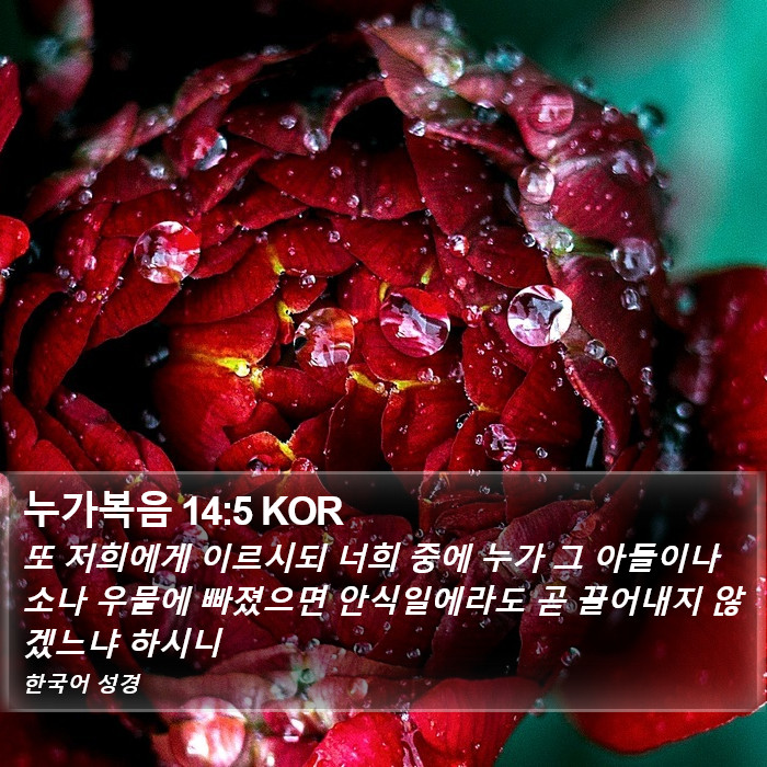 누가복음 14:5 KOR Bible Study