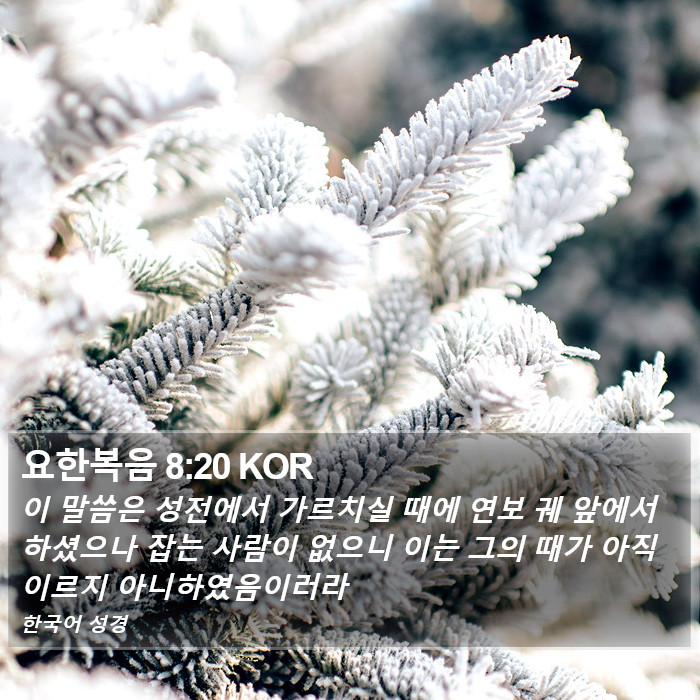 요한복음 8:20 KOR Bible Study