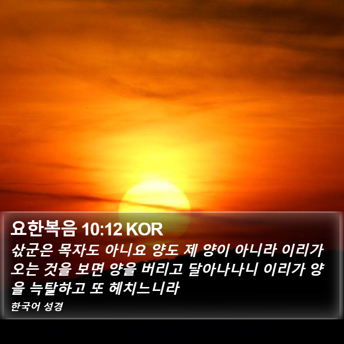 요한복음 10:12 KOR Bible Study