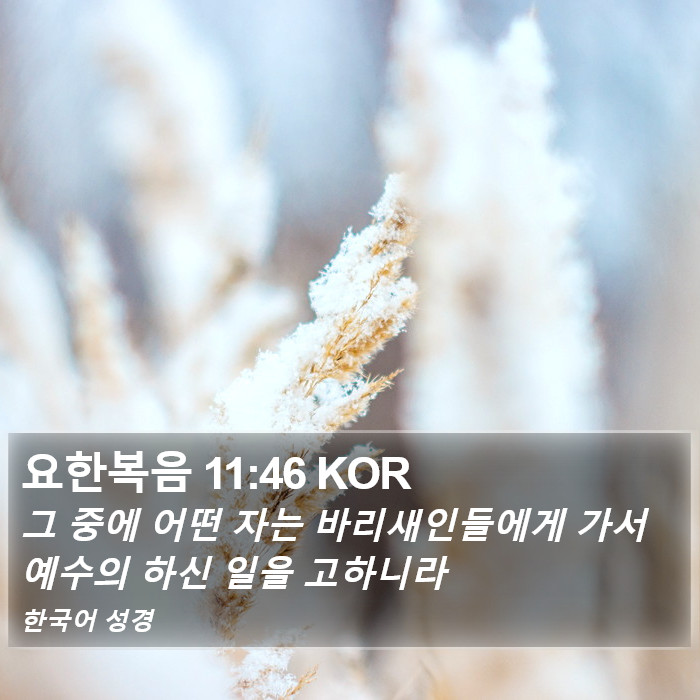 요한복음 11:46 KOR Bible Study