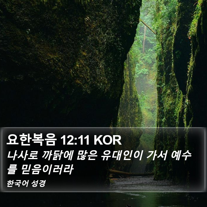 요한복음 12:11 KOR Bible Study