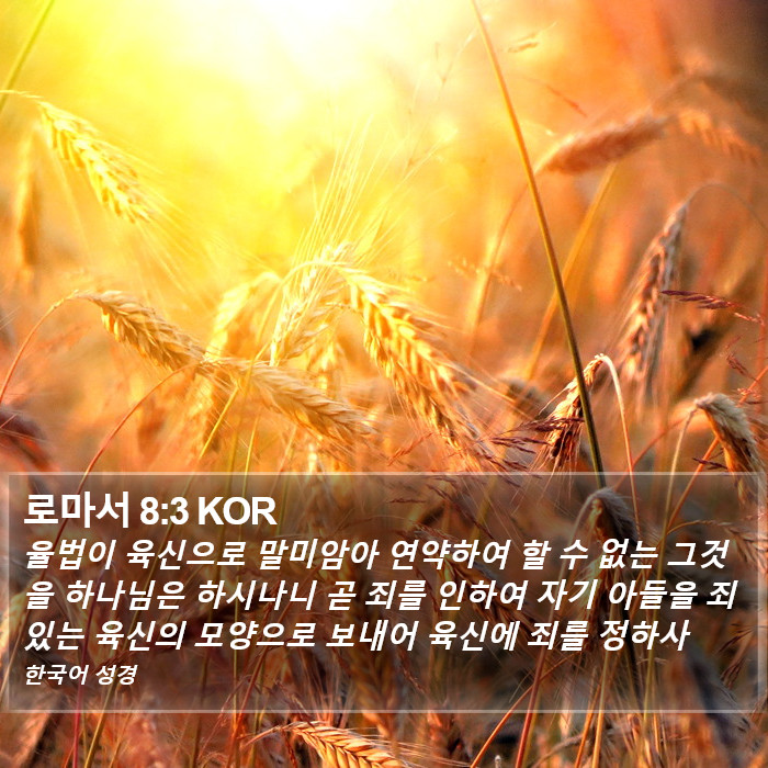 로마서 8:3 KOR Bible Study