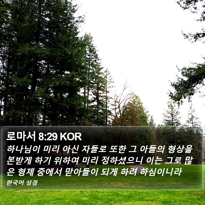 로마서 8:29 KOR Bible Study