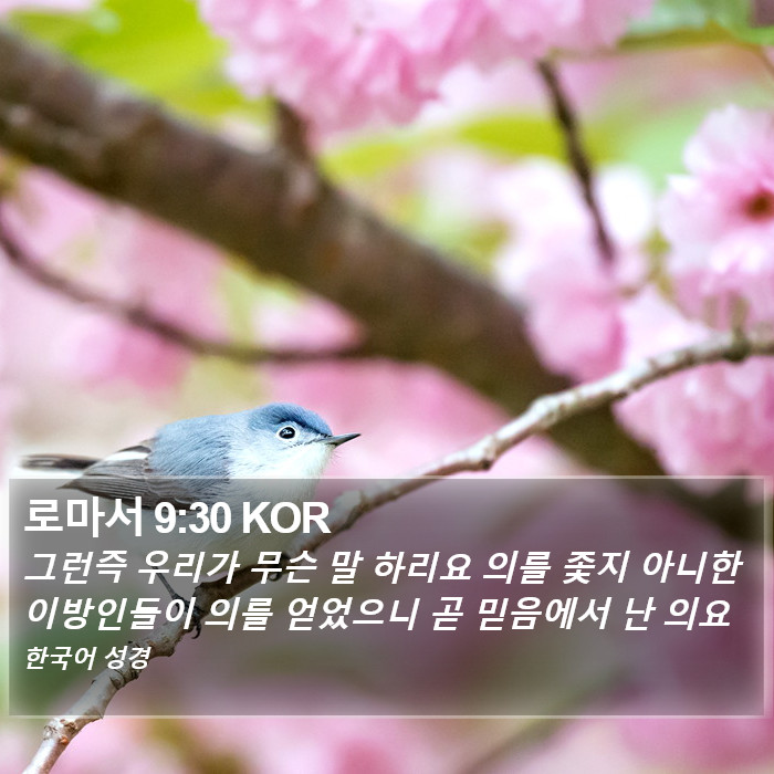 로마서 9:30 KOR Bible Study