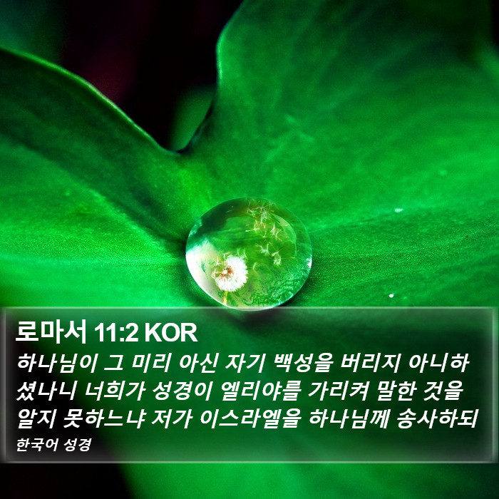 로마서 11:2 KOR Bible Study