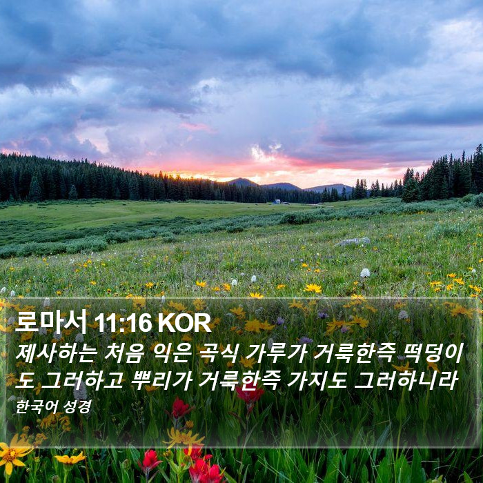 로마서 11:16 KOR Bible Study