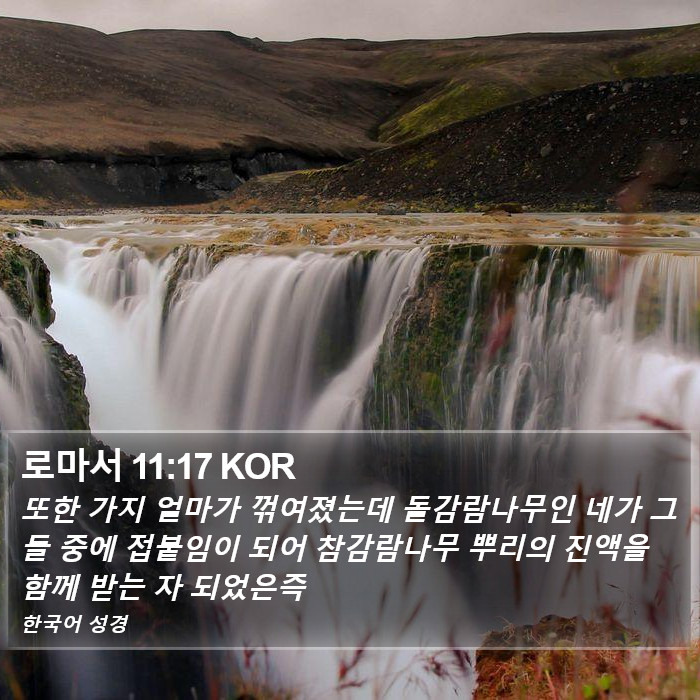 로마서 11:17 KOR Bible Study