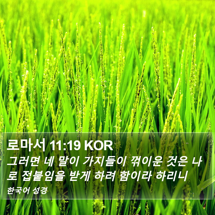 로마서 11:19 KOR Bible Study