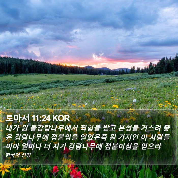 로마서 11:24 KOR Bible Study