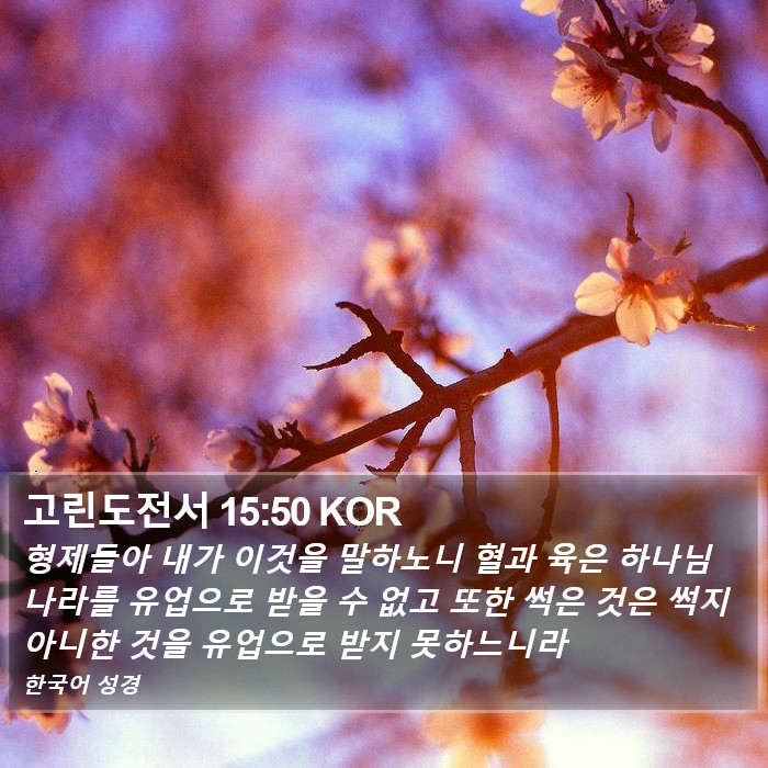 고린도전서 15:50 KOR Bible Study